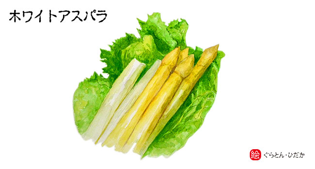 高貴な春野菜「ホワイトアスパラガス」