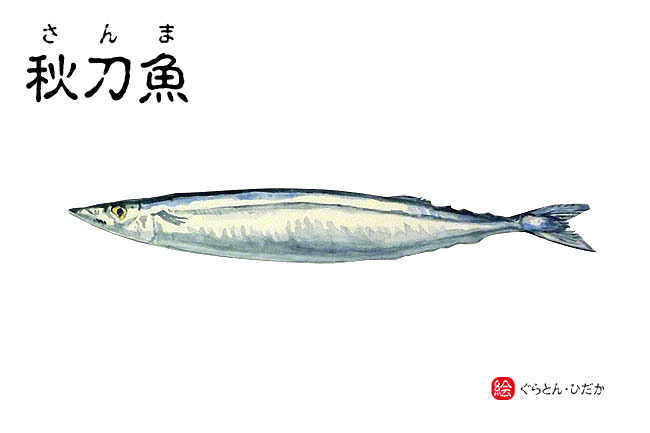 日本の秋の味覚「秋刀魚」